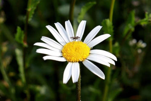 ¿Qué flores atraen a los mosquitos?