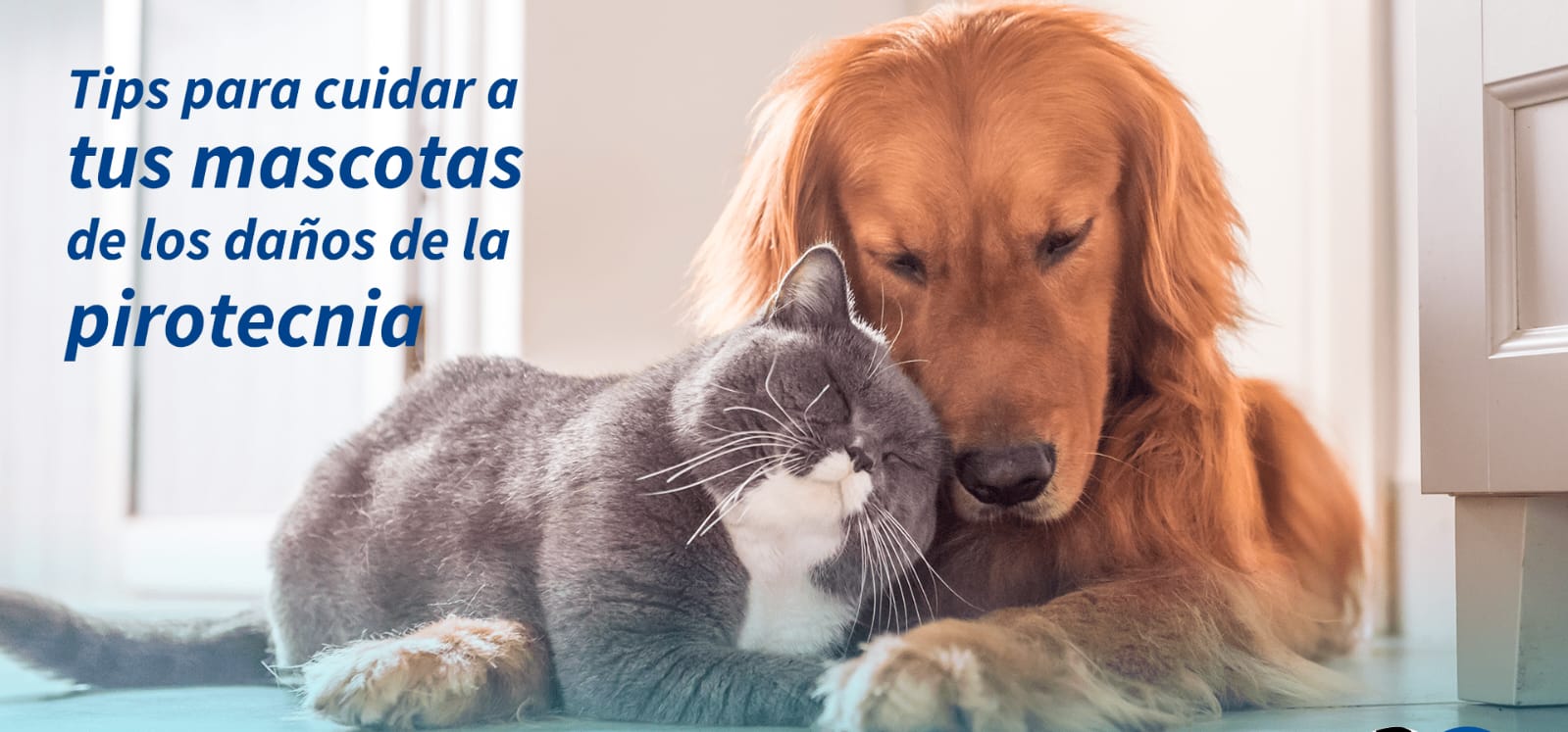 Dr. Zanini: Recomendaciones para el cuidado de animales durante las fiestas de fin de año