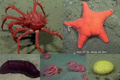 CONICET I Transmisión en vivo a 3.900 metros de profundidad junto a Schmidt Ocean Institute
