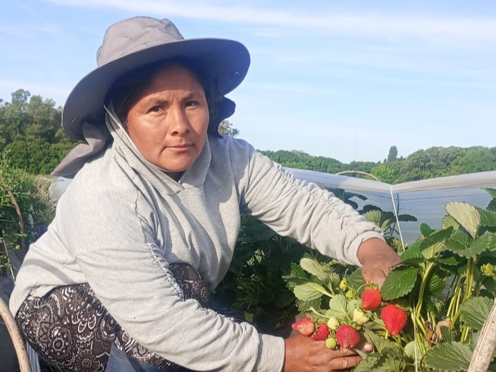 El secreto de la buena frutilla